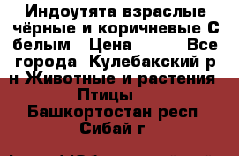 Индоутята взраслые чёрные и коричневые С белым › Цена ­ 450 - Все города, Кулебакский р-н Животные и растения » Птицы   . Башкортостан респ.,Сибай г.